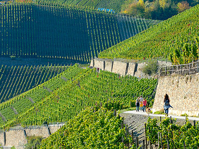 Steilh�nge der Ahr